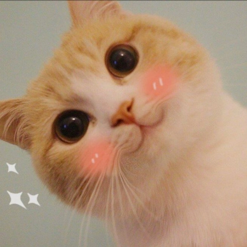 Cái chào siêu nịnh của meme mèo cute chào làm tan chảy tim người