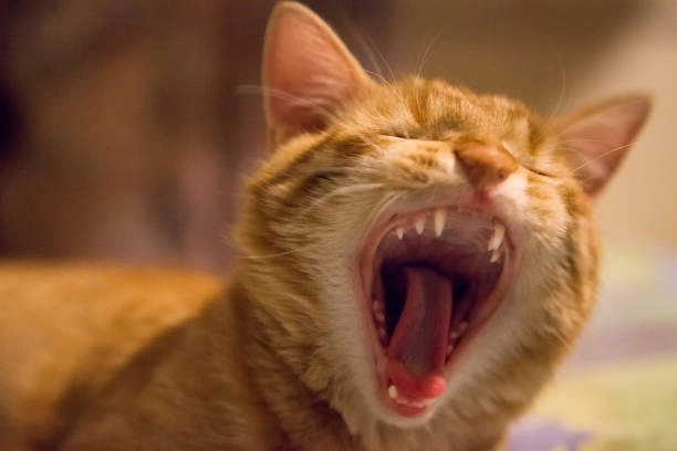 Cười xỉu với loạt hình meme bựa cực độc đáo