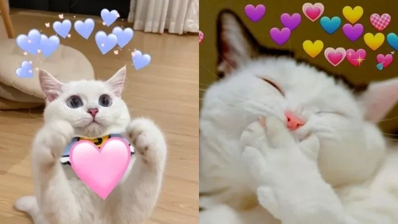 Cute meme mèo bựa thổi bay mọi buồn chán trong tích tắc