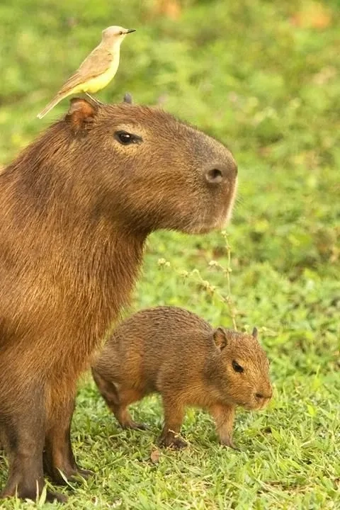 Funny funny capybara meme mang đến những tiếng cười bất tận