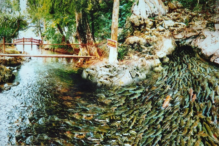 Giải mã sự tích suối cá thần ở thanh hóa ly kỳ