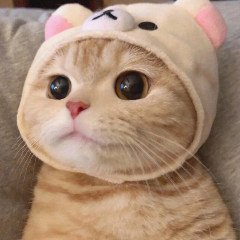 Cười nghiêng ngả với meme mèo cute có chữ siêu mặn