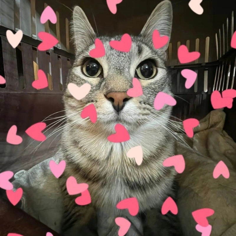 Một chiếc meme mèo iu siêu cấp đáng yêu để bày tỏ tình cảm