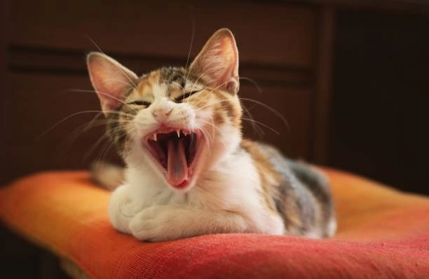 Biểu cảm meme cười nham hiểm không thể không khiến bạn cảm thấy thú vị và bất ngờ!