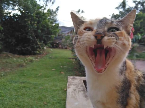 Meme cười đểu với những biểu cảm khó đỡ, tạo nên khoảnh khắc cười vỡ bụng!