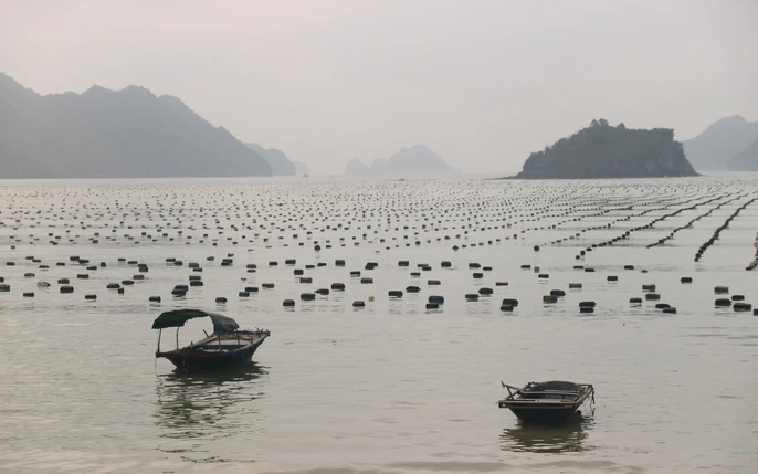Hãy cùng tìm hiểu về lịch sử đảo Cát Bà qua những dấu ấn văn hóa đặc sắc