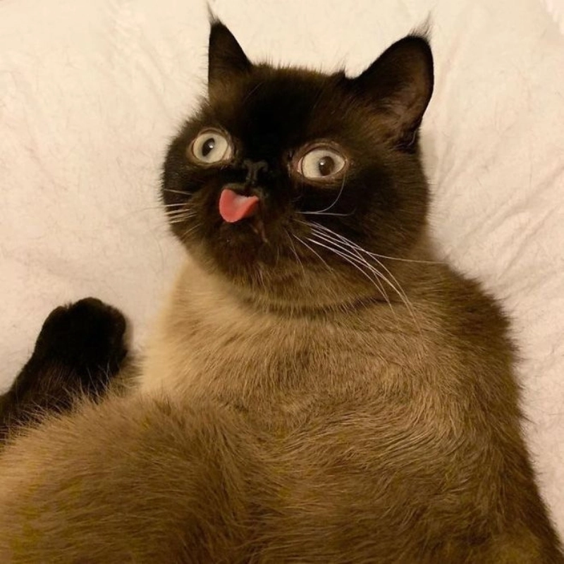 Cười ná thở với bộ meme mèo bựa cute siêu tinh nghịch