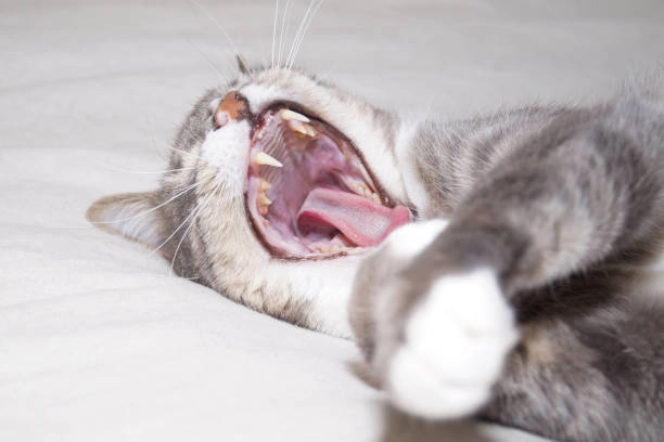 Hình meme mèo cười lưu về để thả ngay khi chat nhóm