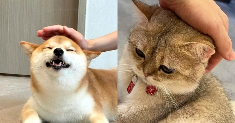 Khám phá bộ sưu tập meme đau đầu độc đáo và hài hước