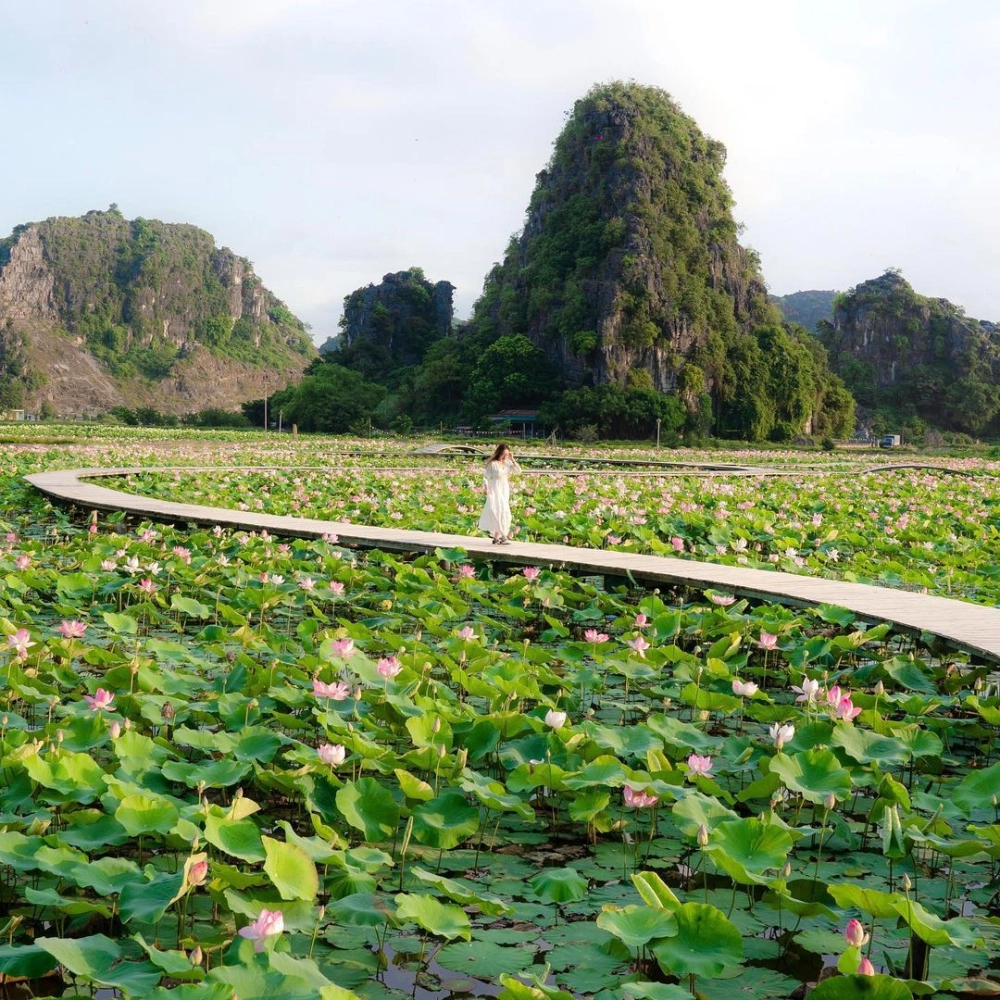 Khám phá hồ sen hang múa ninh bình tuyệt đẹp