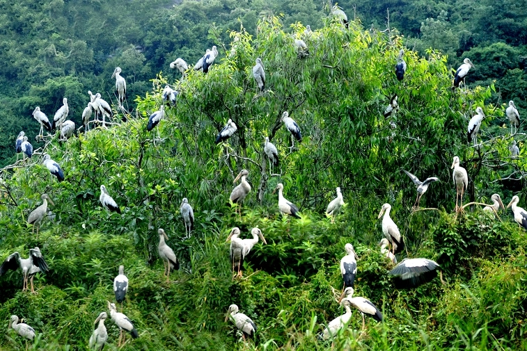 Khám phá khu du lịch vườn chim thung nham nổi bật