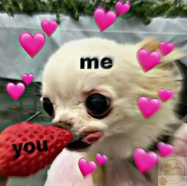 Khám phá Thế giới Chihuahua Meme: Biểu cảm Lầy lội và Đáng yêu Khó cưỡng