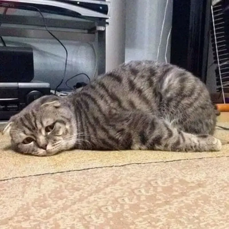 Không cần nói nhiều, chỉ cần một quá mệt mỏi meme là hiểu
