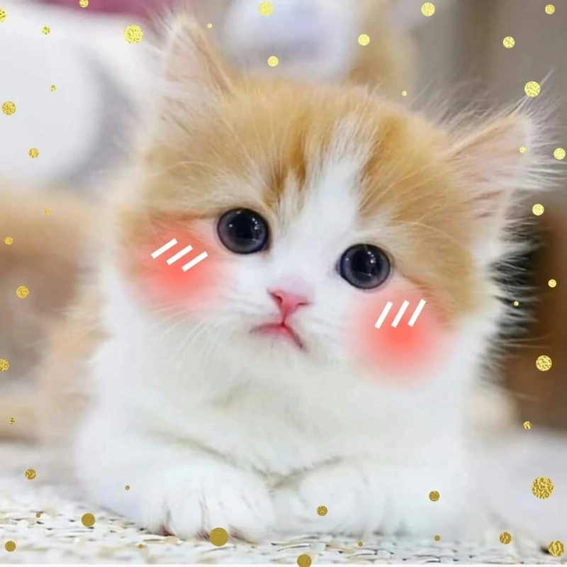 Nhận ngay một chiếc trái tim meme mèo cute siêu ngọt ngào