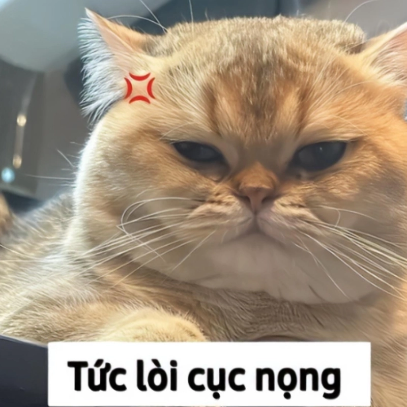 Nhẹ nhàng mà gây nghiện với hình nền meme mèo cute dễ cưng