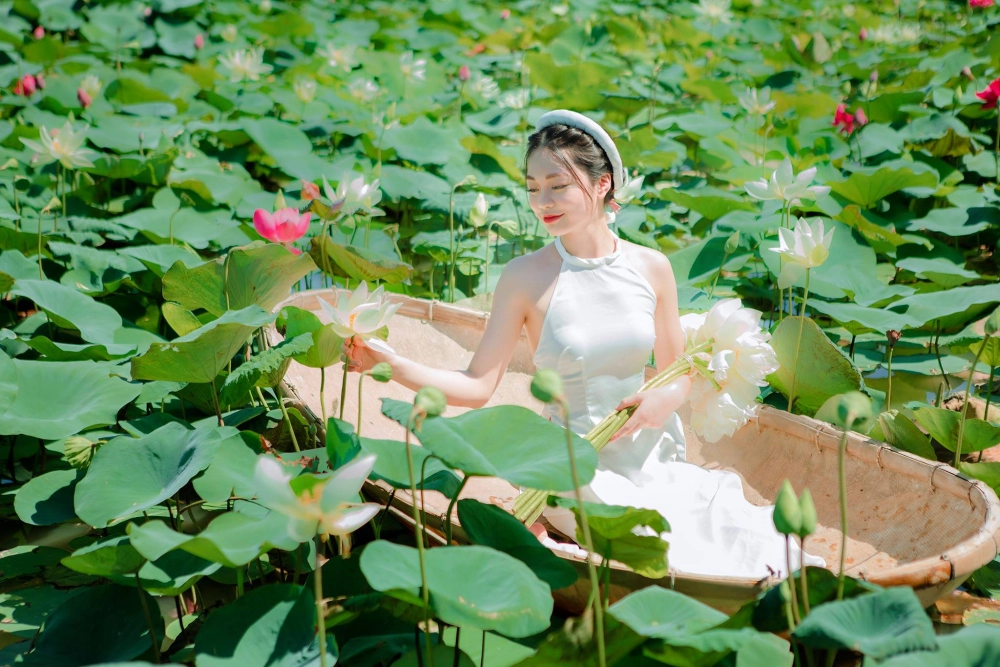 Lưu giữ mùa hạ với chụp ảnh sen hồ tây rực rỡ sắc hồng