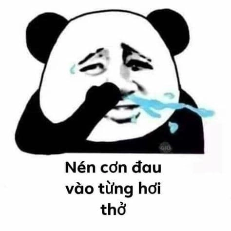Mặt gấu meme trung quốc hài hước khiến bạn không thể nhịn cười