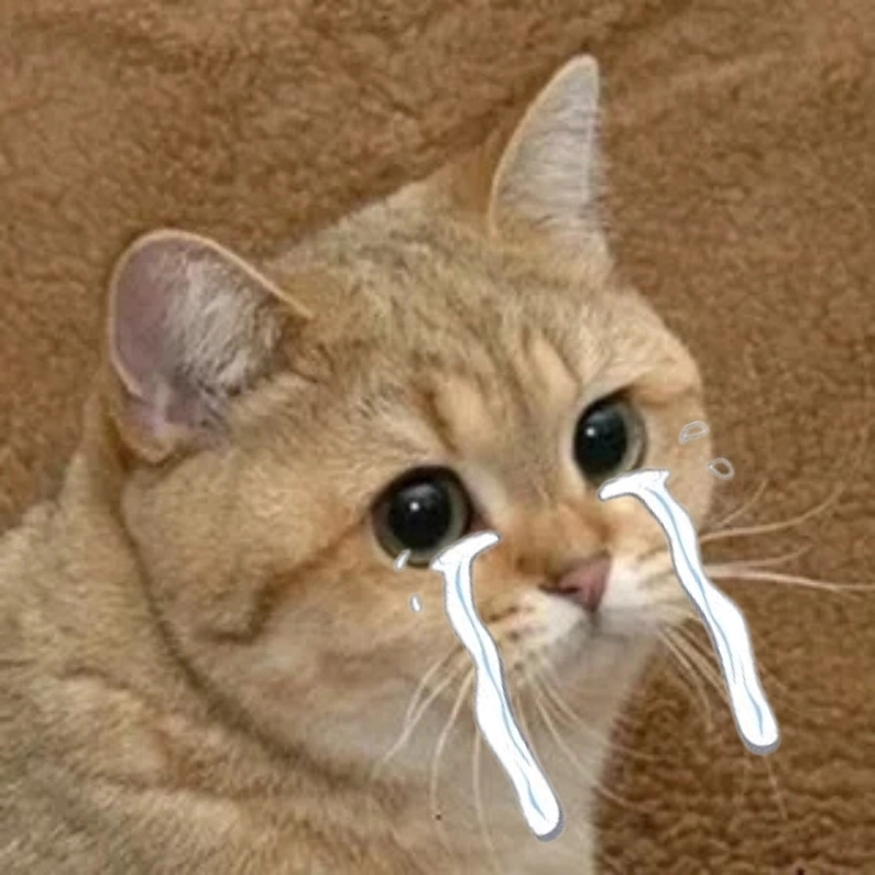 Buồn meme mèo khóc giúp bạn giãi bày nỗi lòng cực hiệu quả