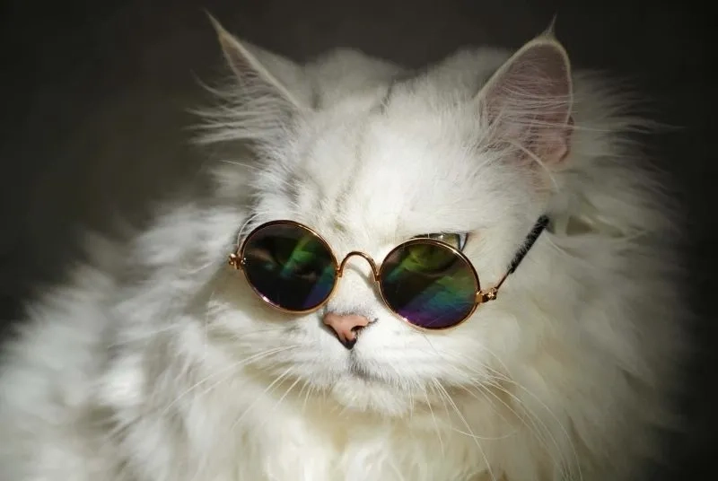 Meme avatar vô tri mèo giúp tạo ra những khoảnh khắc thú vị và đáng yêu