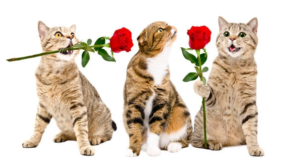 Meme bựa bùng nổ tiếng cười qua bộ sưu tập ảnh nghệ thuật