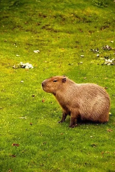 Meme capybara cầm dao troll giả scary siêu vui
