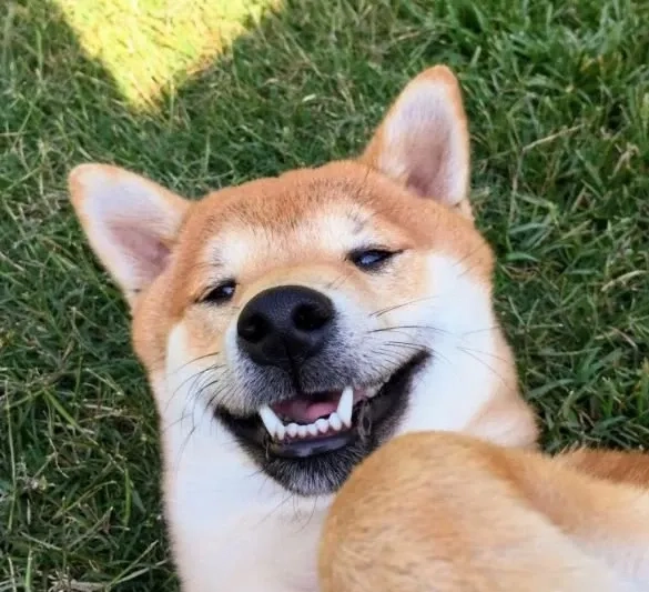 Meme chó cười nhe răng sẽ khiến bạn bật cười ngay lập tức, cực kỳ dễ thương!