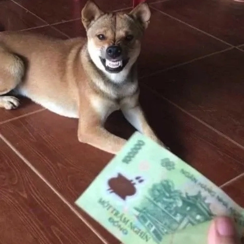 Meme cho tiền cực hài khiến dân tình thả tim liên tục