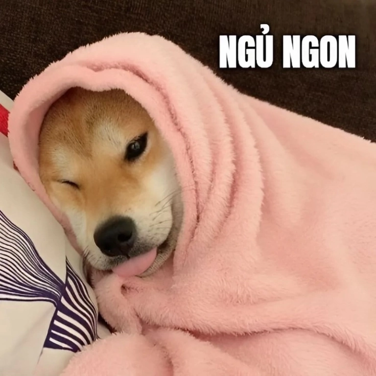 Meme chúc ngủ ngon bùng nổ đáng yêu qua bộ ảnh nghệ thuật