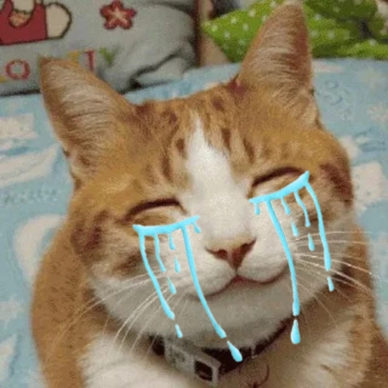 Meme con mèo khóc thét làm ai xem cũng muốn ôm an ủi ngay