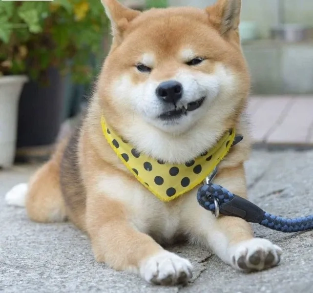 Meme cười nhếch mép sẽ khiến bạn không thể không nhận ra sự đáng yêu trong đó!