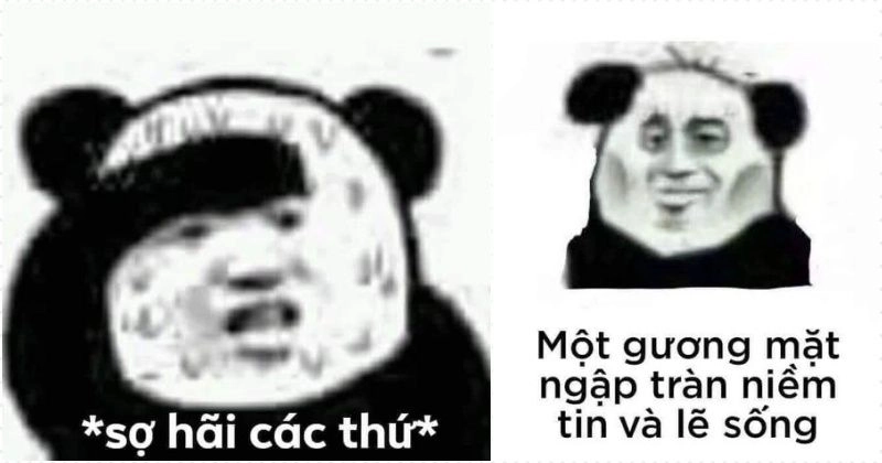 Meme gấu trúc tức giận siêu lầy khiến bạn không thể ngừng cười