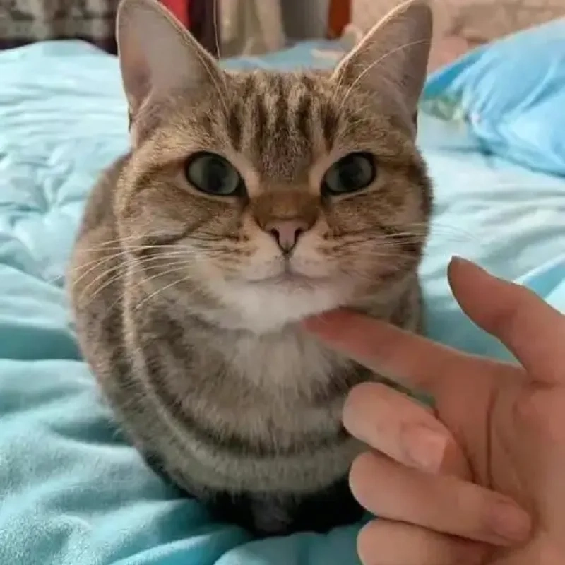 Meme hài ảnh mèo bựa là lựa chọn số một để giải trí