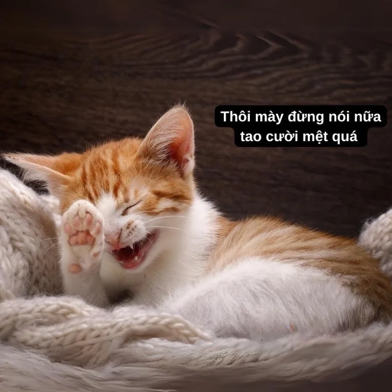 Meme mèo bựa cosplay cực chất chơi khiến dân mạng thả tim