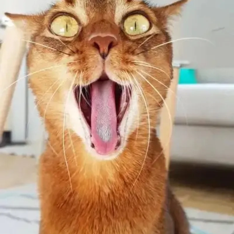 Meme cute ảnh mèo vô tri là sự lựa chọn hoàn hảo cho những ai yêu thích sự đáng yêu