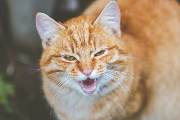Meme mèo cười gian với vẻ mặt “kẻ chủ mưu” nhưng cực kỳ ngộ nghĩnh