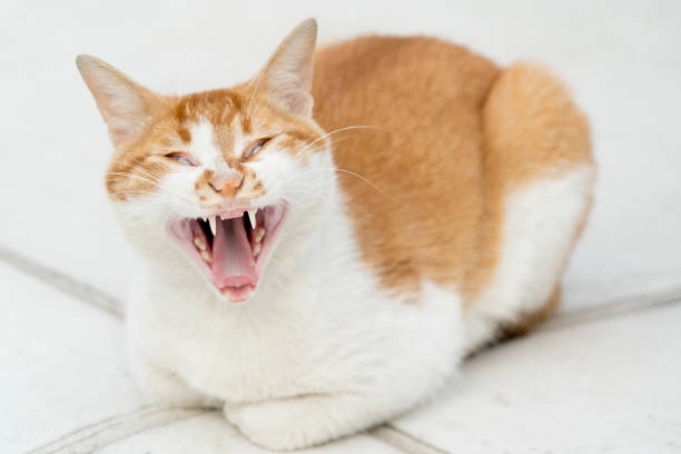 Ảnh chế hài bùng nổ tiếng cười qua bộ sưu tập nghệ thuật