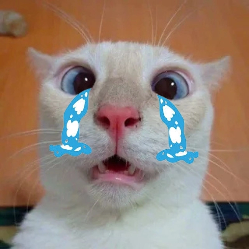 Meme mèo gào khóc khiến cảm xúc vỡ òa theo cách đáng yêu