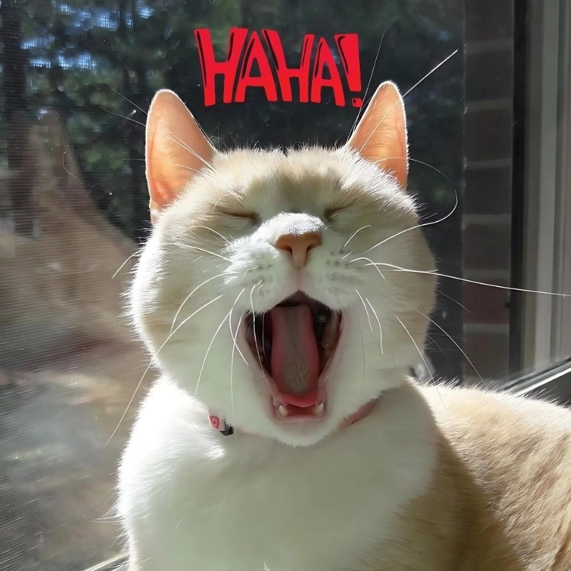 Meme mèo há mồm ngạc nhiên – dễ thương không cưỡng nổi
