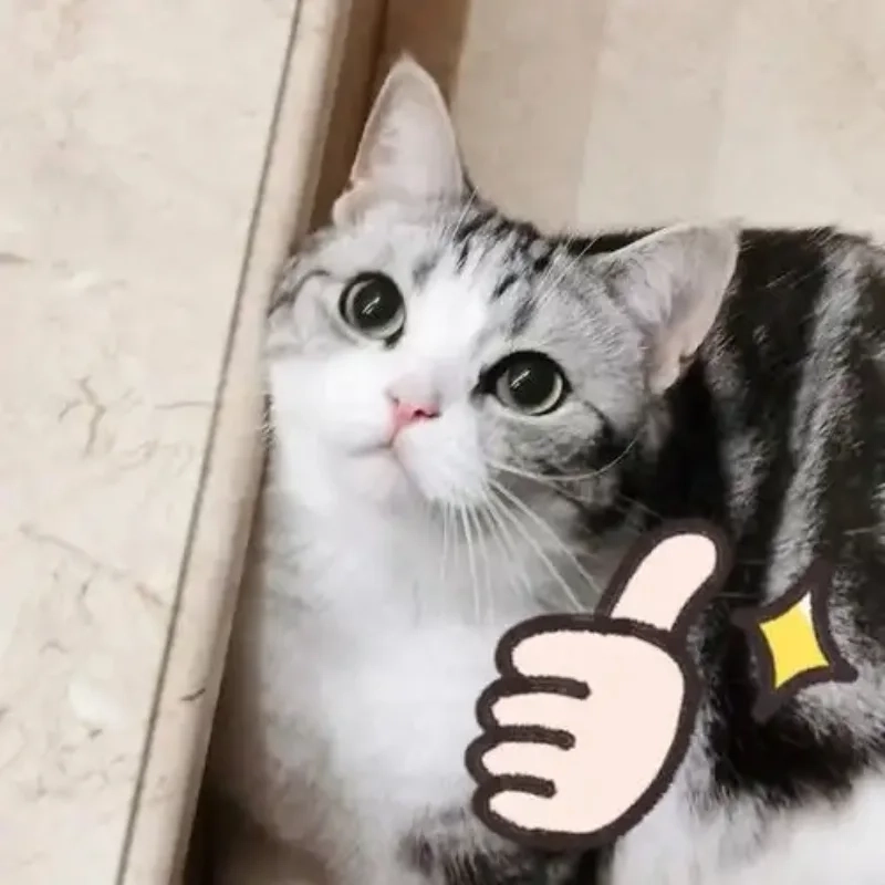 Mèo bựa cute đúng chất hài hước của giới trẻ