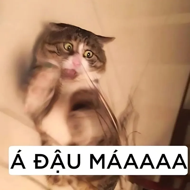 Meme mèo ngầu bựa chất phát ngất không thể cưỡng lại