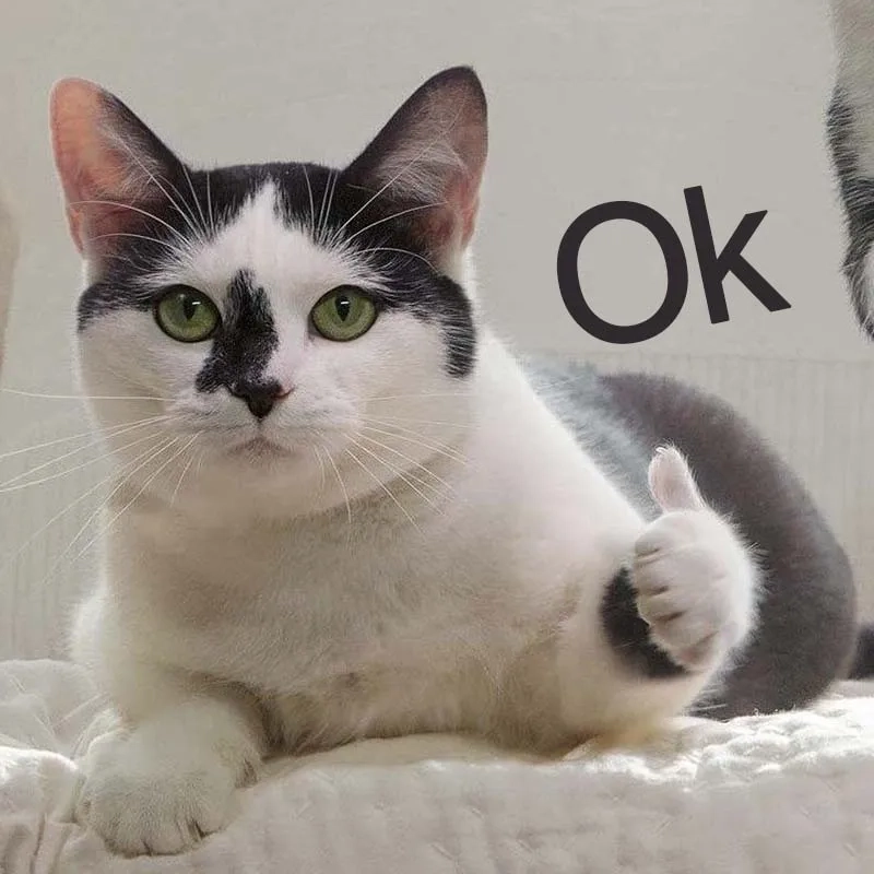 Meme okay đơn giản nhưng khiến ai cũng bật cười