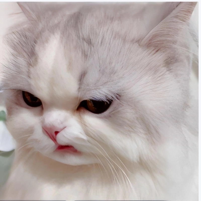 Meme tức giạn dù viết sai vẫn đúng cảm xúc cần truyền tải