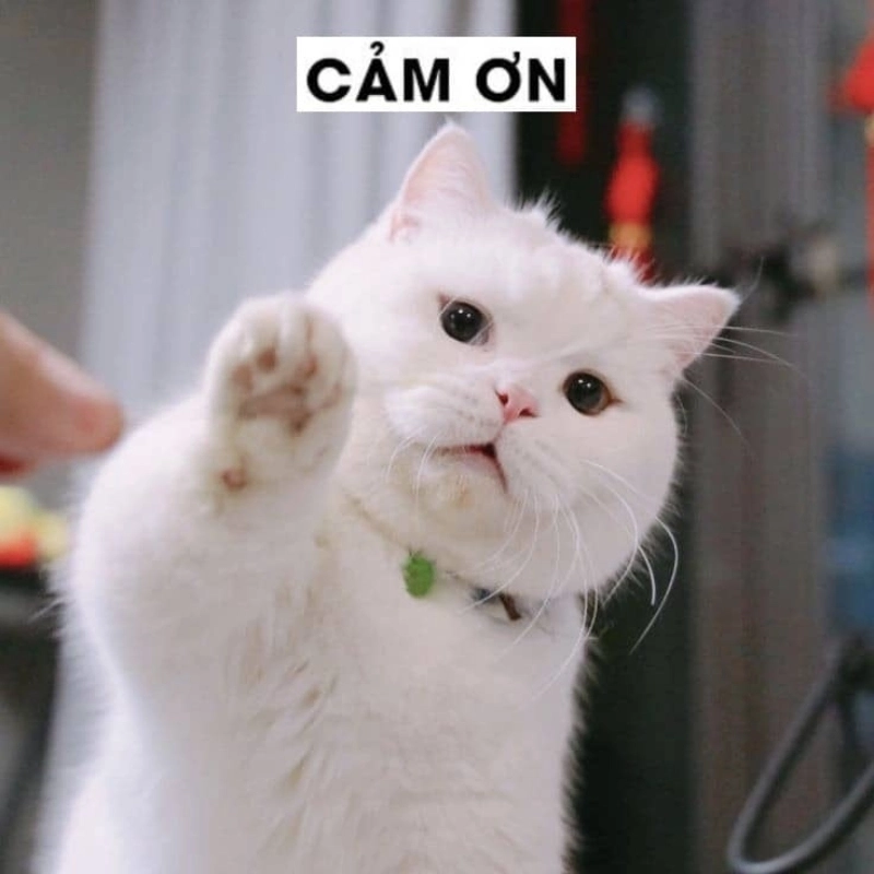 Meme yêu thương đầy tình cảm, thích hợp để gửi cho những người bạn yêu quý.