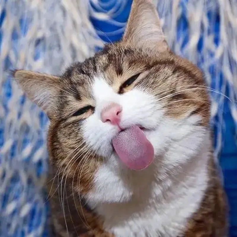 Meme mèo cười vô tri làm mọi người không thể nhịn cười mỗi khi nhìn thấy