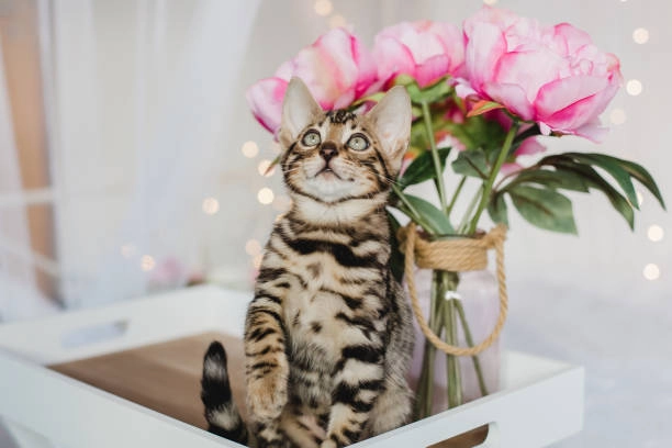 Mèo cầm hoa meme khiến bạn đốn tim vì độ dễ thương