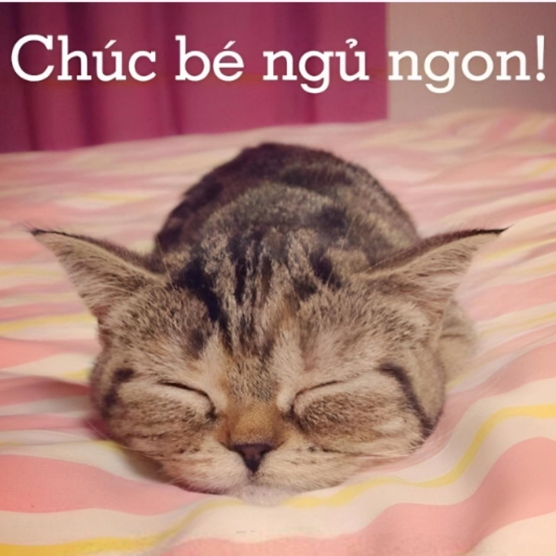 Mèo dễ thương meme khiến bạn phải 