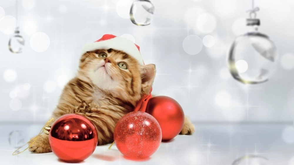 Mèo đội mũ Noel meme dễ thương, vừa nhìn đã thấy ấm áp