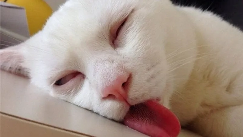 Mèo hài bựa ảnh meme viral khắp mọi nền tảng tìm kiếm