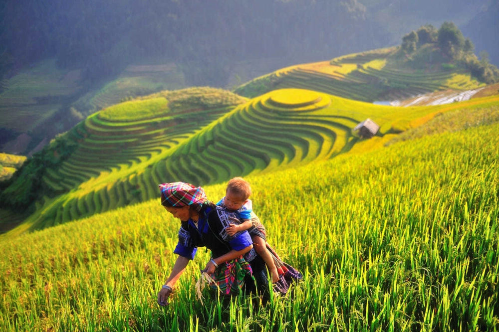 Mẹo hay khi kinh nghiệm đi mù cang chải mùa lúa chín