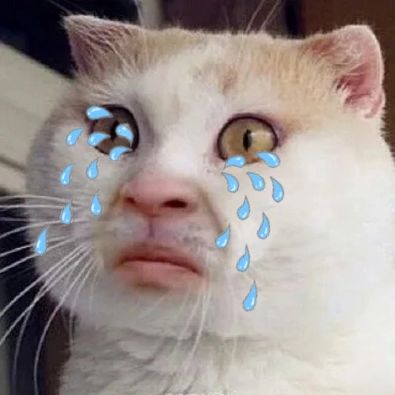 Mèo khóc meme mèo khóc là combo hoàn hảo cho mood buồn
